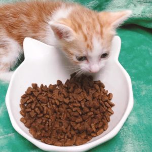 貓乾糧