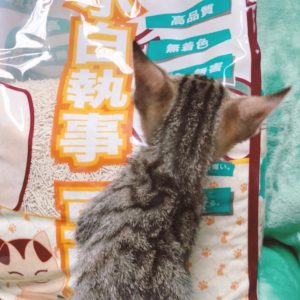 貓砂/貓砂盆及相關用品